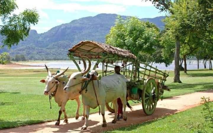 Sigiri Wild Lake Dambulla Esterno foto